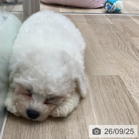宮城県のビションフリーゼ (ペットプラス 仙台上杉店/2026年7月23日生まれ/女の子/ホワイト)の子犬の4枚目の画像