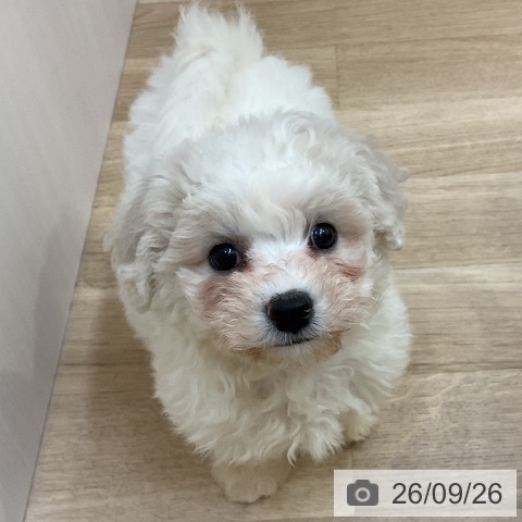 長野県のビションフリーゼ (ペットプラス 上田店/2026年7月23日生まれ/女の子/ホワイト)の子犬の4枚目の画像