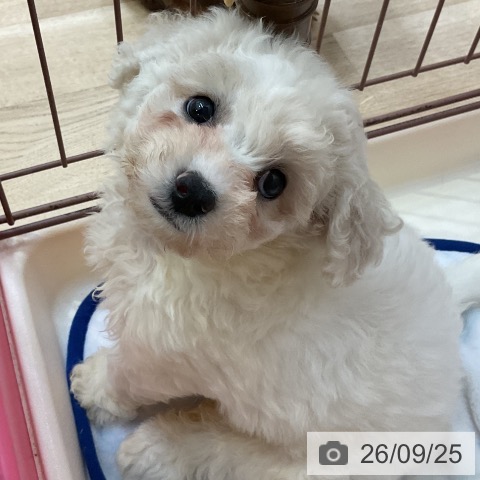 長野県のビションフリーゼ (ペットプラス 上田店/2026年7月23日生まれ/女の子/ホワイト)の子犬の3枚目の画像