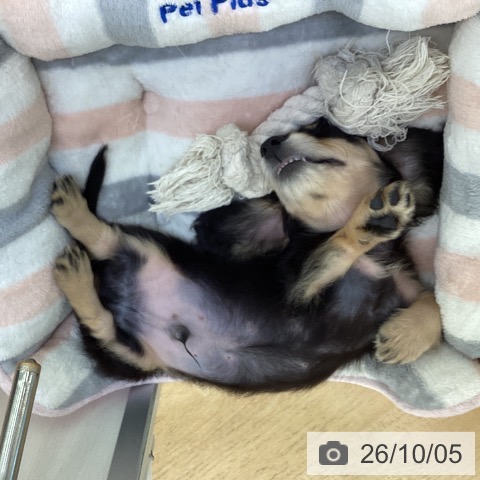 埼玉県のミニチュアダックスフンド(ロング) (ペットプラス 羽生店/2026年7月24日生まれ/男の子/ブラックイエロー)の子犬の3枚目の画像