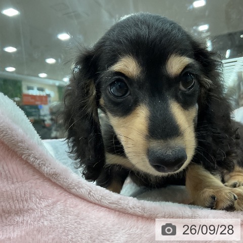 埼玉県のミニチュアダックスフンド(ロング) (ペッツワン 吉川美南店/2026年7月24日生まれ/男の子/ブラックイエロー)の子犬の4枚目の画像