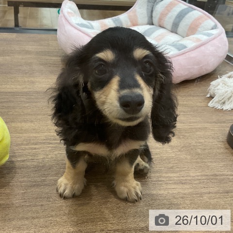 埼玉県のミニチュアダックスフンド(ロング) (ペッツワン 吉川美南店/2026年7月24日生まれ/男の子/ブラックイエロー)の子犬の4枚目の画像