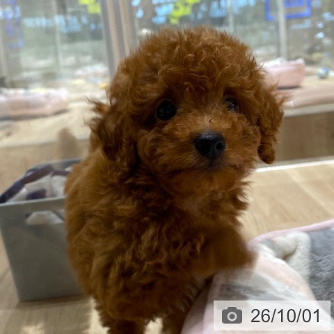 埼玉県のトイプードル(トイ) (ペットプラス ららぽーと富士見店/2026年7月23日生まれ/男の子/レッド)の子犬の4枚目の画像