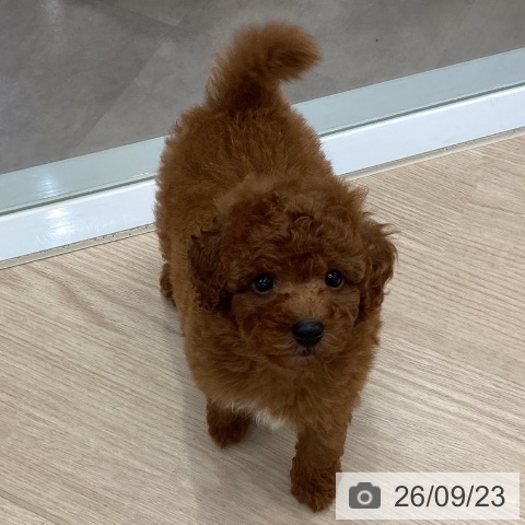 埼玉県のトイプードル(トイ) (ペットプラス 川口店/2026年7月23日生まれ/男の子/レッド)の子犬の4枚目の画像