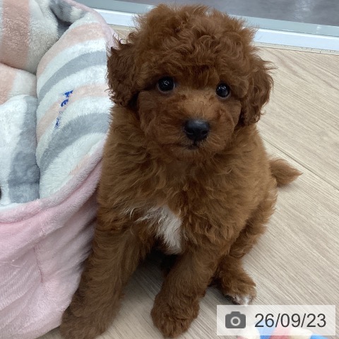 埼玉県のトイプードル(トイ) (ペットプラス 川口店/2026年7月23日生まれ/男の子/レッド)の子犬の3枚目の画像