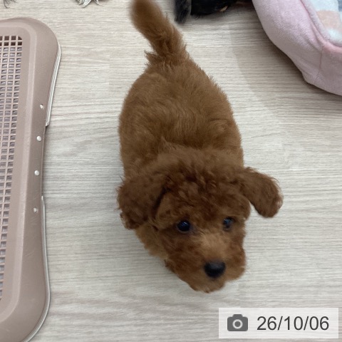 埼玉県のトイプードル(トイ) (ペットプラス 川口店/2026年7月23日生まれ/男の子/レッド)の子犬の3枚目の画像