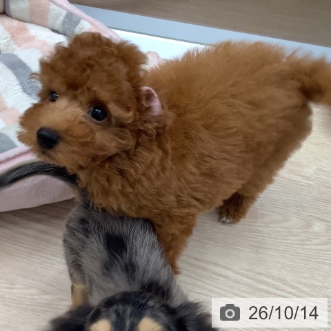 埼玉県のトイプードル(トイ) (ペットプラス 川口店/2026年7月23日生まれ/男の子/レッド)の子犬の3枚目の画像