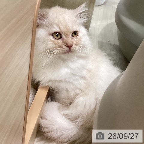 ミヌエットの写真