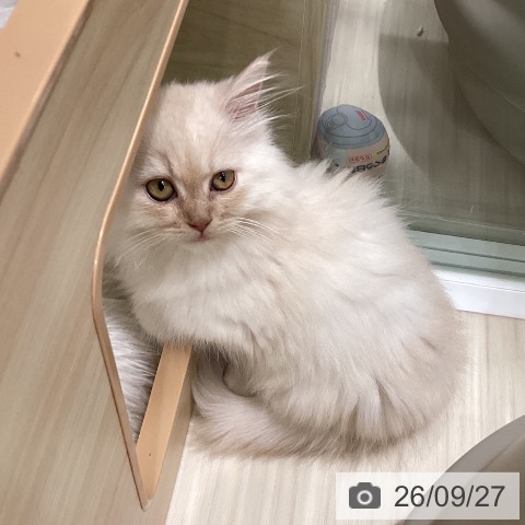 埼玉県のミヌエット (ペットプラス 上尾店/2026年6月30日生まれ/男の子/クリームタビー)の子猫の4枚目の画像