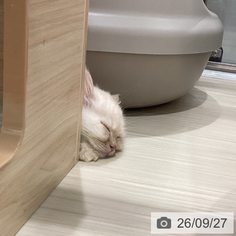 埼玉県のミヌエット (ペットプラス 上尾店/2026年6月30日生まれ/男の子/クリームタビー)の子猫の3枚目の画像