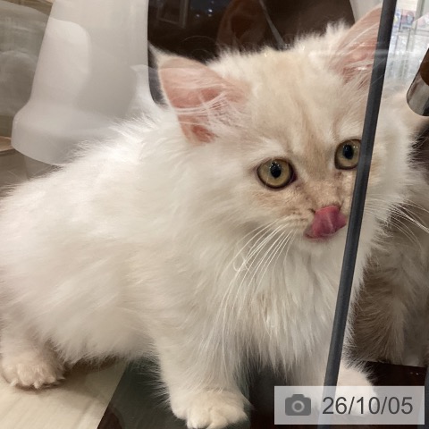 埼玉県のミヌエット (ペットプラス 上尾店/2026年6月30日生まれ/男の子/クリームタビー)の子猫の3枚目の画像