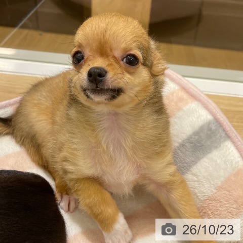 東京都のチワワ(ロング) (ペットプラス MARK IS 葛飾かなまち店/2026年7月24日生まれ/男の子/レッドホワイト)の子犬の4枚目の画像
