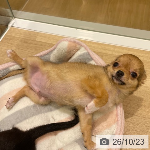 東京都のチワワ(ロング) (ペットプラス MARK IS 葛飾かなまち店/2026年7月24日生まれ/男の子/レッドホワイト)の子犬の3枚目の画像