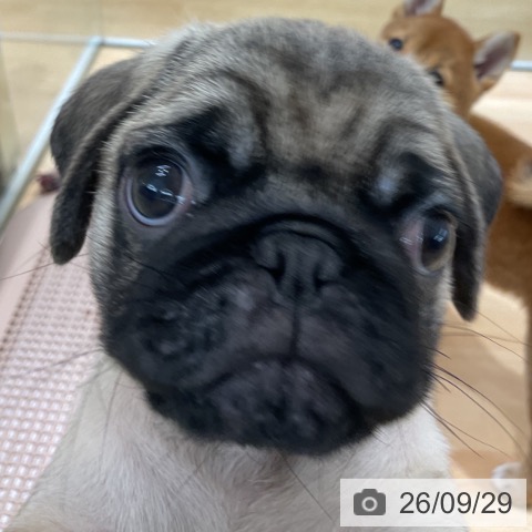 埼玉県のパグ (ペットプラス 浦和美園店/2026年7月24日生まれ/男の子/フォーン)の子犬の4枚目の画像