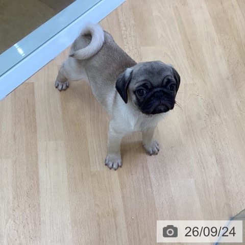 パグの写真