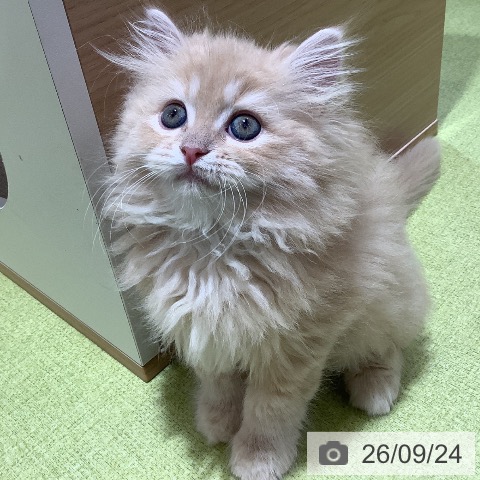 ラガマフィンの写真