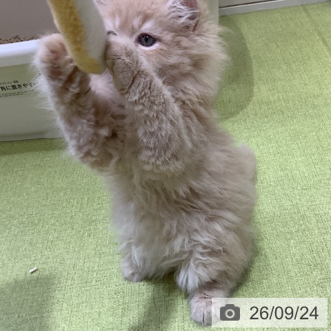 ラガマフィンの写真