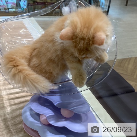 神奈川県のラガマフィン (ペットプラス ゆめが丘ソラトス店/2026年7月17日生まれ/女の子/レッドタビー)の子猫の4枚目の画像