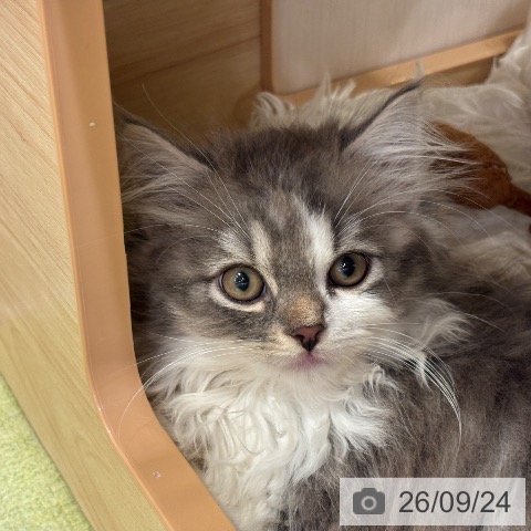 サイベリアンの写真