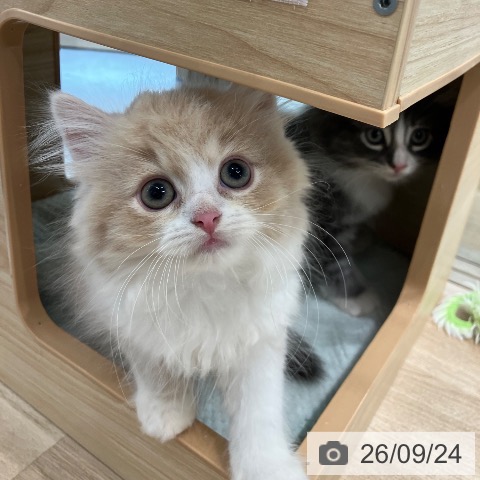 サイベリアンの写真