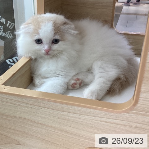 千葉県のスコティッシュフォールド (ペットプラス 船橋店/2026年7月22日生まれ/男の子/クリームホワイト)の子猫の4枚目の画像