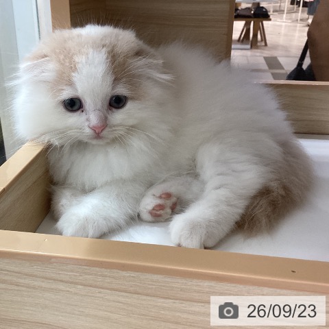 千葉県のスコティッシュフォールド (ペットプラス 船橋店/2026年7月22日生まれ/男の子/クリームホワイト)の子猫の3枚目の画像