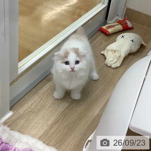 スコティッシュフォールドの写真