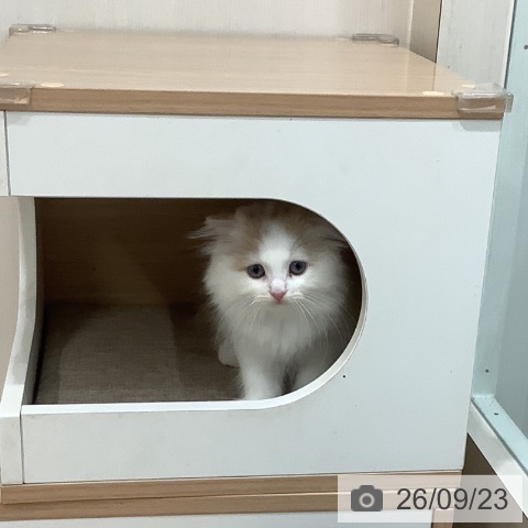 スコティッシュフォールドの写真