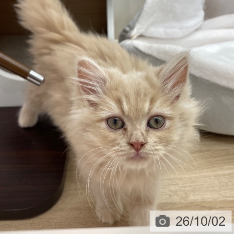 埼玉県のラガマフィン (ペットプラス ららぽーと富士見店/2026年7月23日生まれ/女の子/クリームタビー)の子猫の3枚目の画像