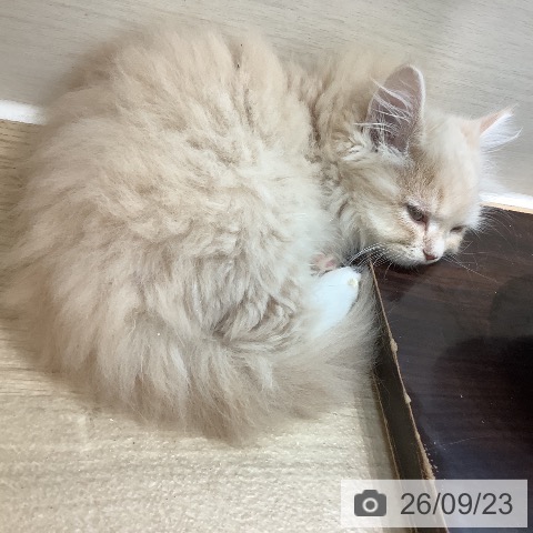 ラガマフィンの写真