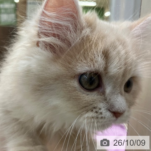 埼玉県のラガマフィン (ペットプラス ららぽーと新三郷店/2026年7月23日生まれ/女の子/クリームタビーホワイト)の子猫の4枚目の画像