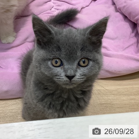 埼玉県のブリティッシュショートヘアー (ペットプラス ららぽーと新三郷店/2026年7月24日生まれ/男の子/ブルー)の子猫の4枚目の画像
