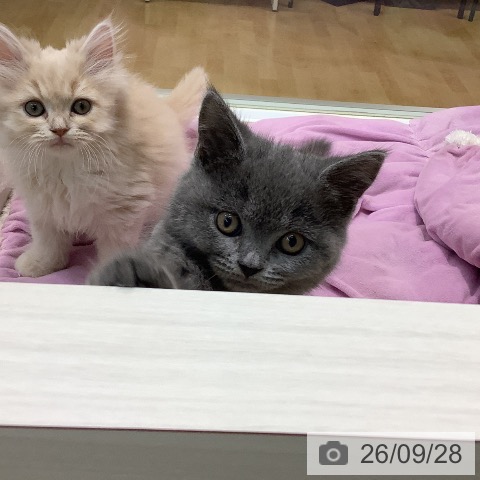 埼玉県のブリティッシュショートヘアー (ペットプラス ららぽーと新三郷店/2026年7月24日生まれ/男の子/ブルー)の子猫の3枚目の画像