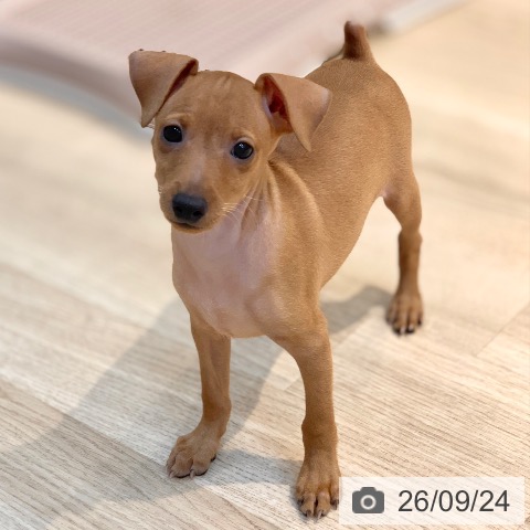 ミニチュア・ピンシャーの写真