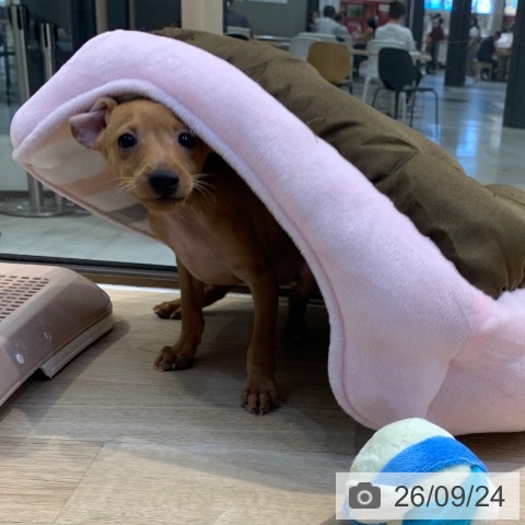 ミニチュア・ピンシャーの写真