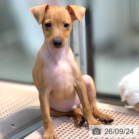 ミニチュア・ピンシャーの写真