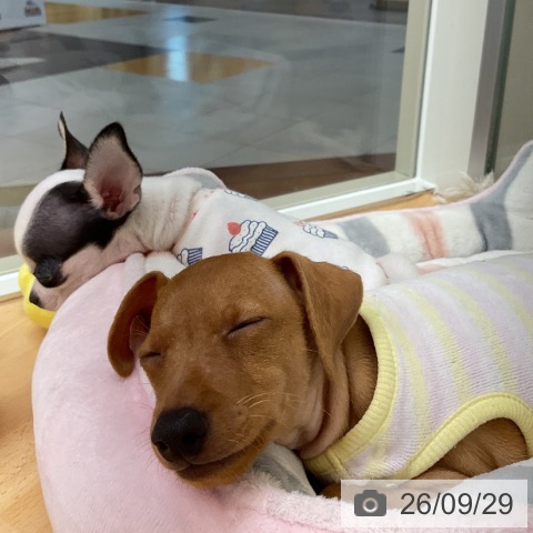 埼玉県のミニチュアピンシャー (ペットプラス 浦和美園店/2026年7月24日生まれ/男の子/レッド)の子犬の4枚目の画像