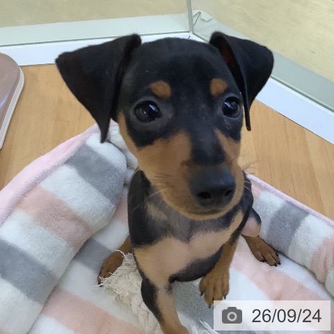 ミニチュア・ピンシャーの写真