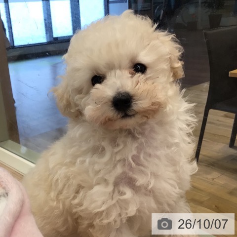 千葉県のトイプードル(トイ) (ペットプラス 幕張新都心店/2026年7月22日生まれ/女の子/ホワイト)の子犬の4枚目の画像