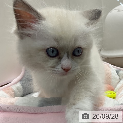 神奈川県のラグドール (ペッツワン 鎌倉梶原店/2026年7月24日生まれ/女の子/ブルーポイントバイカラー)の子猫の3枚目の画像