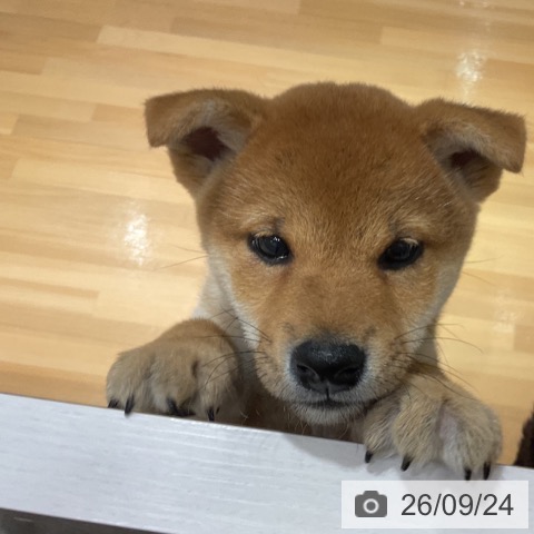 柴の写真