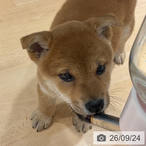 柴の写真