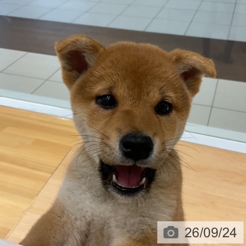 柴の写真