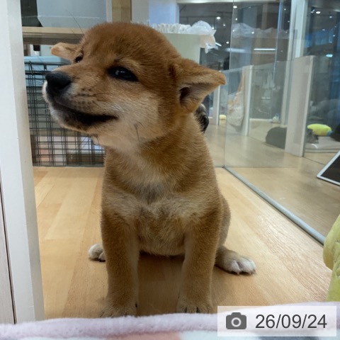 柴の写真