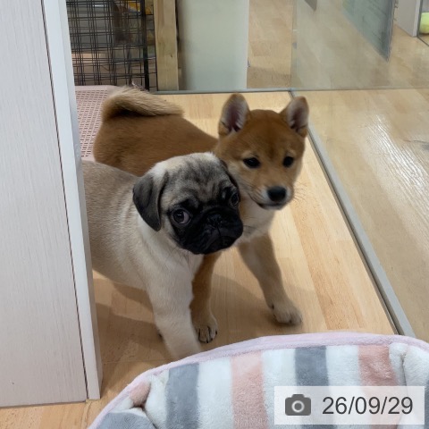 埼玉県の柴犬(標準サイズ) (ペットプラス 浦和美園店/2026年7月24日生まれ/女の子/赤)の子犬の4枚目の画像