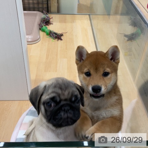 埼玉県の柴犬(標準サイズ) (ペットプラス 浦和美園店/2026年7月24日生まれ/女の子/赤)の子犬の3枚目の画像