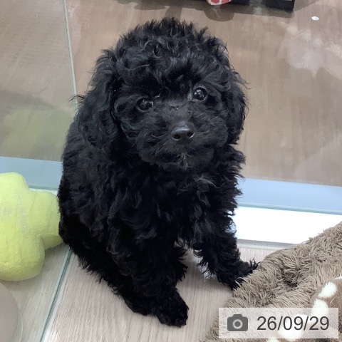 埼玉県のトイプードル(トイ) (ペットプラス 川口店/2026年7月25日生まれ/男の子/ブラック)の子犬の3枚目の画像