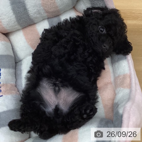 長野県のトイプードル(トイ) (ペットプラス 松本店/2026年7月25日生まれ/男の子/ブラック)の子犬の3枚目の画像