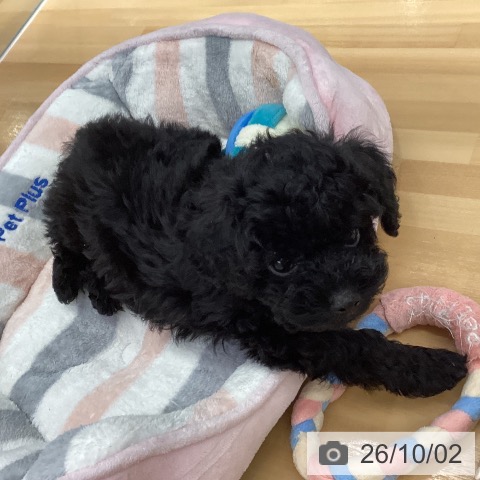 長野県のトイプードル(トイ) (ペットプラス 松本店/2026年7月25日生まれ/男の子/ブラック)の子犬の3枚目の画像
