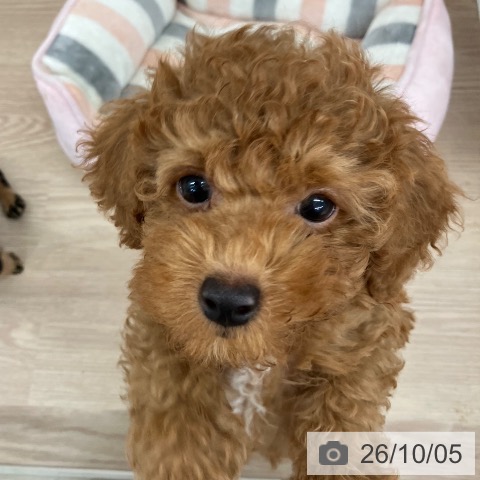 埼玉県のトイプードル(トイ) (ペットプラス 八潮店/2026年7月25日生まれ/男の子/レッド)の子犬の4枚目の画像